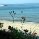 꽃 우리 이미지