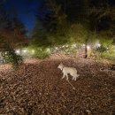 랑랑이네 하숙 이미지