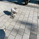 스마일플러스동물병원 이미지