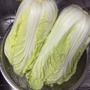 11620-21-96-6 | 샘표 새미네부엌 겉절이양념으로 간단히 알배추겉절이 만든 내돈내산 후기