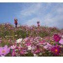 철원고구마 이미지