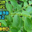 광대싸리-대단한 이 약초!! 심장수축력과 근골이 강화되고, 음위증, 발기부전, 조루같은 남성 성기능 장애가 개선되며, 활혈과 혈관건강, 이미지