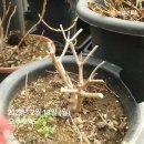 대동화원 이미지