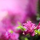 20260427 Focus Bracketing T/S 이미지