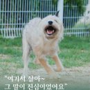 [P&amp;M호텔] 더덕이 보호자님의 호텔 이용 후기