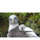 알바트로스 이미지