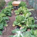 간식 텃밭 만들기 이미지