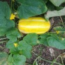 하루네 농장 이미지