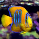 태평양광택 이미지