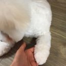 권미정펫살롱 네이버블로그