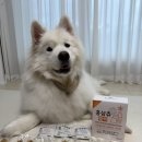 (주)곰소프트 | [상품협찬] 보약먹는강아지 홍삼츄 활력 – 일산 메가주에서 곰이가 직접 만난 리얼 후기