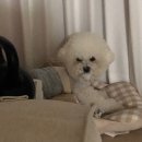 커몽커몽 | 부천 커몽 애견미용 반려견 부천 애견미용 호텔 데이케어 전문점 커몽 만족 후기