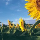 해바라기식품