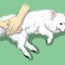 안녕하개 이미지