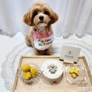 댕댕잇제과점 이미지