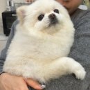 개이쁘다 이미지