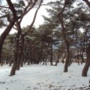 솔밭 1994 이미지