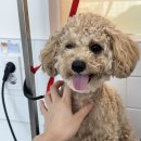 예쁜 애견 미용 | 인하대 애견미용 후기 ㅣ 같은 강아지, 다시 디자인을 완성한 과정2탄 (실제 경험담)