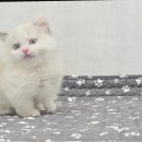 도그마루 강아지 고양이 부산점 이미지