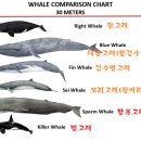캐셜롯