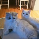 고양이이야기 | 수컷 고양이 중성화 수술 후기 멜짱 이야기 비용 시기 관리까지 정리