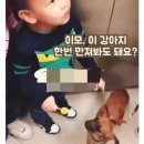 강아지 이모 이미지