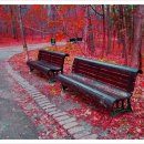 가을 숲으로 가자 이미지