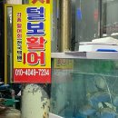 털보활어
