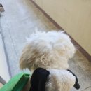 스탠퍼독 이미지