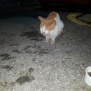 길에서 구조되어 구내염에 허피스까지 앓게 된 고양이 "노랑이"를 도와주세요 이미지