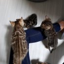 MJ캐터리 이미지