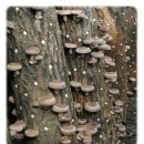 쉬운 느타리 버섯 재배 이미지