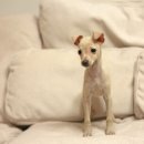 도그인 그레이 이미지