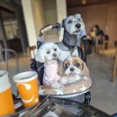 해안대로-2 | 마산 경남대 댓거리 근처 애견동반카페 국화축제 끝나고 힐링한 ‘컵넛 해안대로점’