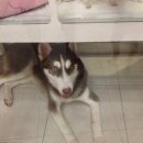 미니 & 바니 애견샵 이미지