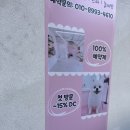 초량애견 이미지