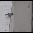 드림뮤직 이미지