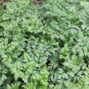 전호농장 이미지