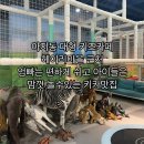경기 파주 아지동 키즈카페 헤이리마을근처 아이랑 하루 종일 놀기 좋은 대형 키즈카페 방문 후기