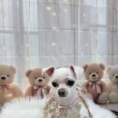 밀리아 펫살롱 이미지