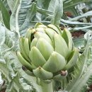 은자 농장 이미지