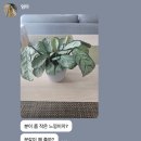이감각 | 4월 26일의 식물 투어 🪴 (🚨 길이가 매우 깁니다 시간이 많을 때 읽으세요 🚨)