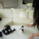 우아퍼피 이미지