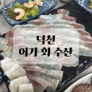 싱싱회수산 | 덕천 횟집 쫀득하고 싱싱한 어가 회 수산 후기