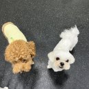 멍스가든 이미지