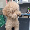 견생스타일 이미지