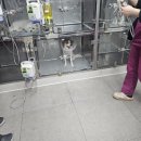 아산아이윌24시동물메디컬센터 이미지