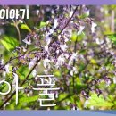 방아풀[국립수목원 우리꽃 이야기.99] 이미지