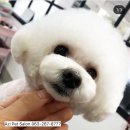 아지펫살롱 이미지