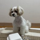 퍼스널댕댕 이미지